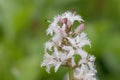 Bogbean Menyanthes trifoliata, white flowers and pink buds in close-up Royalty Free Stock Photo